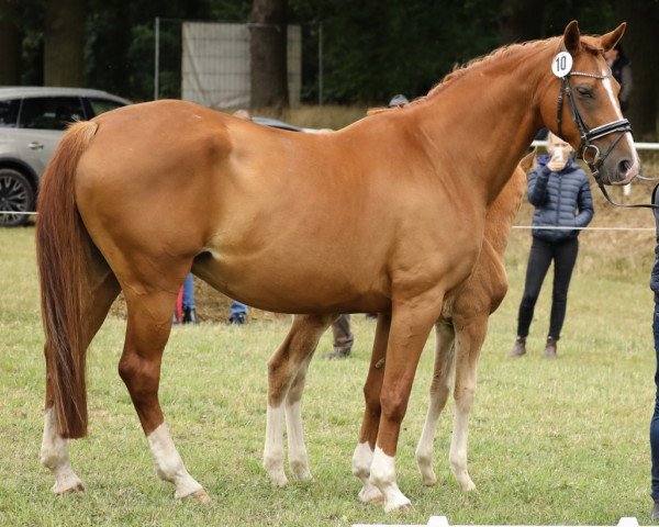 broodmare Lisboa (Hanoverian, 2008, from Locksley II)