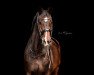 dressage horse Limba Devine (Oldenburg, 2012, from Lyjanero)