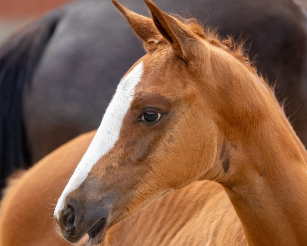 Dressurpferd Rose la France (Trakehner, 2020, von Fellini)