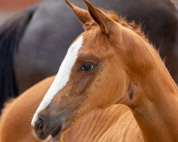 horse Rose la France (Trakehner, 2020, from Fellini)