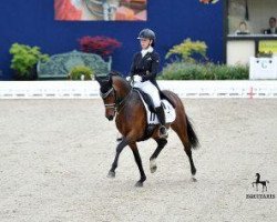 stallion Celebration WE (German Riding Pony, 2009, from Constantin)