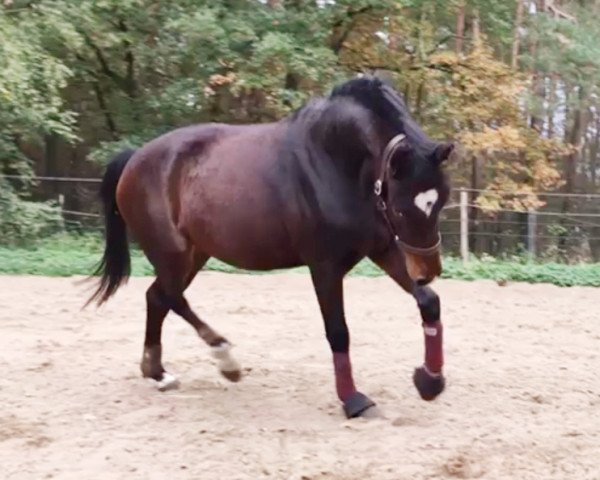 broodmare Puella Callidù (German Riding Pony, 2015, from Popcorn WE)