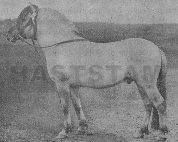 Deckhengst Gråmann Njålsen (Fjordpferd, 1911, von Njål N.166)