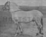 stallion Gråmann Njålsen (Fjord Horse, 1911, from Njål N.166)