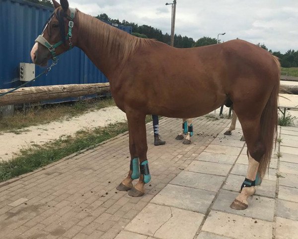 horse Godario Z (Zangersheide riding horse, 2014, from Gotthardsen)