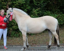 broodmare Laurine (Fjord Horse, 2017, from Golf Gudenå)