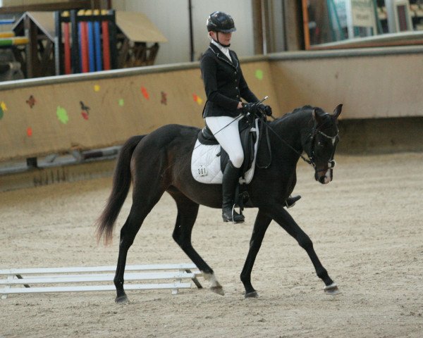 dressage horse Ajo 5 (Thoroughbred, 2014)