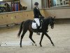 dressage horse Ajo 5 (Thoroughbred, 2014)