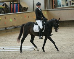 dressage horse Ajo 5 (Thoroughbred, 2014)