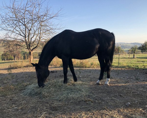 broodmare Gomera II (Trakehner, 2005, from Gribaldi)