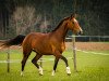 jumper Amy 347 (German Sport Horse, 2013, from Lößnitz)