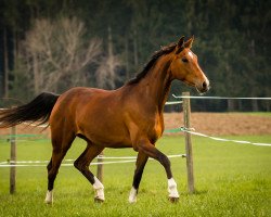 jumper Amy 347 (German Sport Horse, 2013, from Lößnitz)