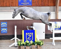 stallion Cumano Alpha Z (Zangersheide riding horse, 2017, from Cassini I)