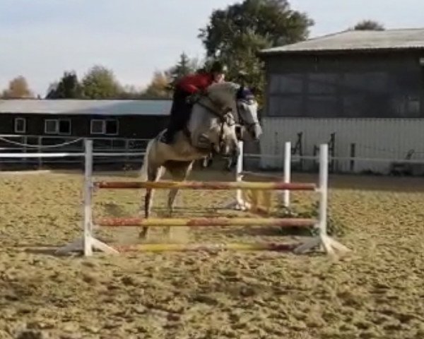 horse Cheerio Miss Sophie 2 (Holsteiner,  )