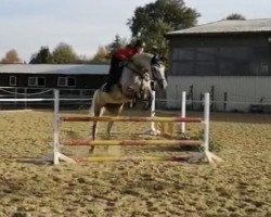 horse Cheerio Miss Sophie 2 (Holsteiner,  )