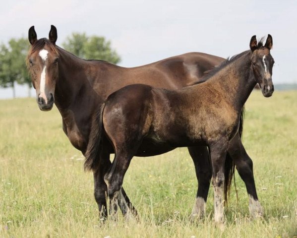 dressage horse Fayola Z (Zangersheide riding horse, 2021, from Flint)