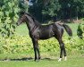 dressage horse Le Superieur (Hanoverian, 2015, from Livaldon)