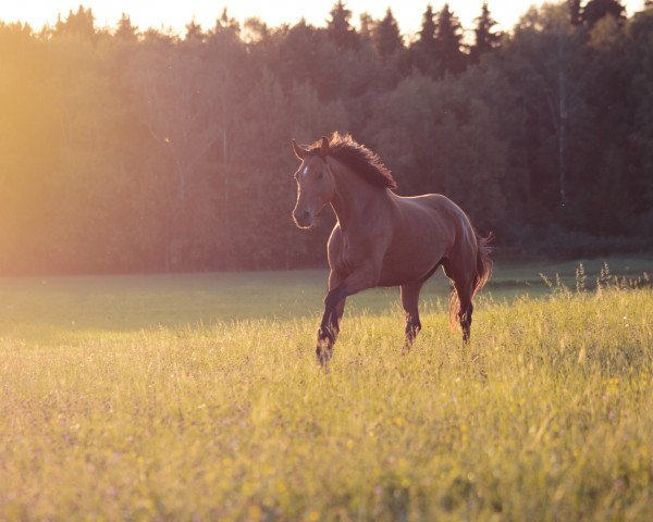 Pferd Donausonne (Trakehner, 2015, von Lossow)
