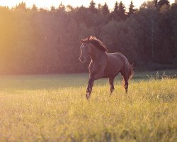 Pferd Donausonne (Trakehner, 2015, von Lossow)