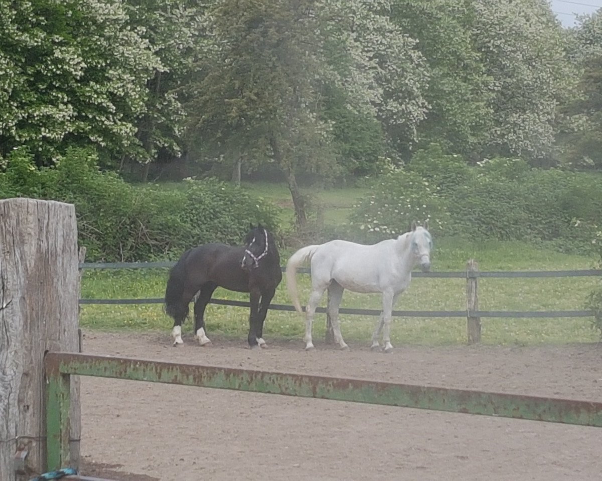 Dressurpferd Donna 834 (Niederländisches Pony, 2000, von Unbekannt PONY)