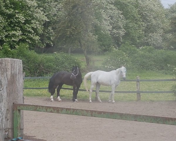 dressage horse Donna 834 (Rhinelander, 2000)