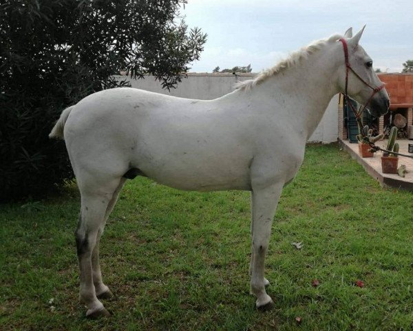 horse PIRATA (Hispano, 2004)