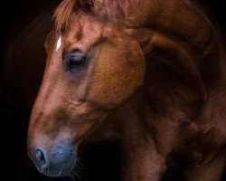 horse Accolito 2 (Oldenburg, 1999, from Al Martino)