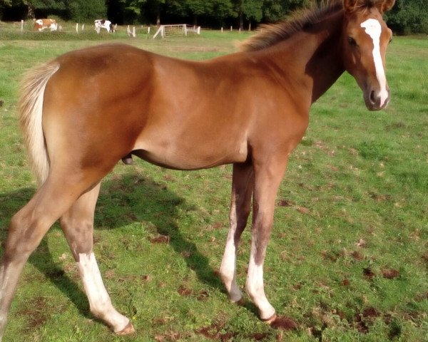 jumper Cornet's Hinnerk (Oldenburg show jumper, 2018, from Cornet's Prinz)