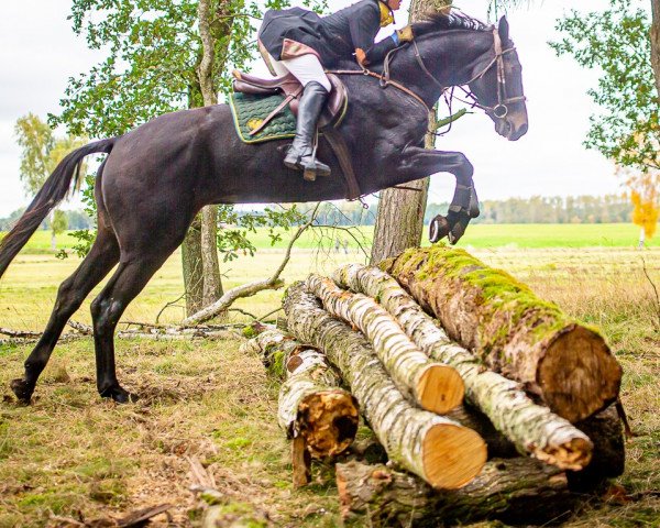 horse Basil (Hanoverian, 2011, from Buddenbrock)