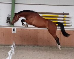 jumper Pebbles (Hanoverian, 2015, from Perigueux)