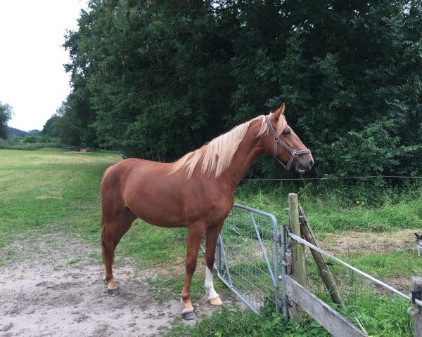 Zuchtstute Paulina 63 (Oldenburger Springpferd, 2015, von Pik Labionics)