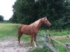 broodmare Paulina 63 (Oldenburg show jumper, 2015, from Pik Labionics)