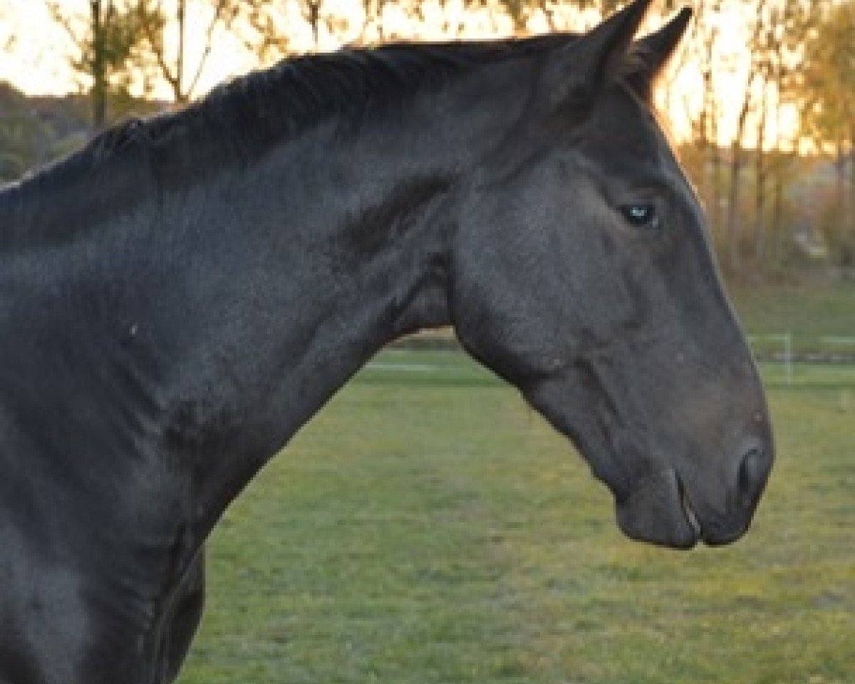 horse Chocotoff (Oldenburg show jumper, 2015, from De Quidam)