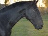 jumper Chocotoff (Oldenburg show jumper, 2015, from De Quidam)