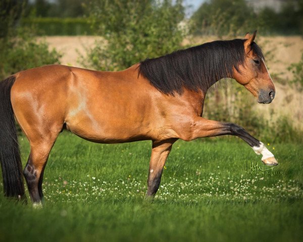 Pferd Makani (Wielkopolska, 2006)