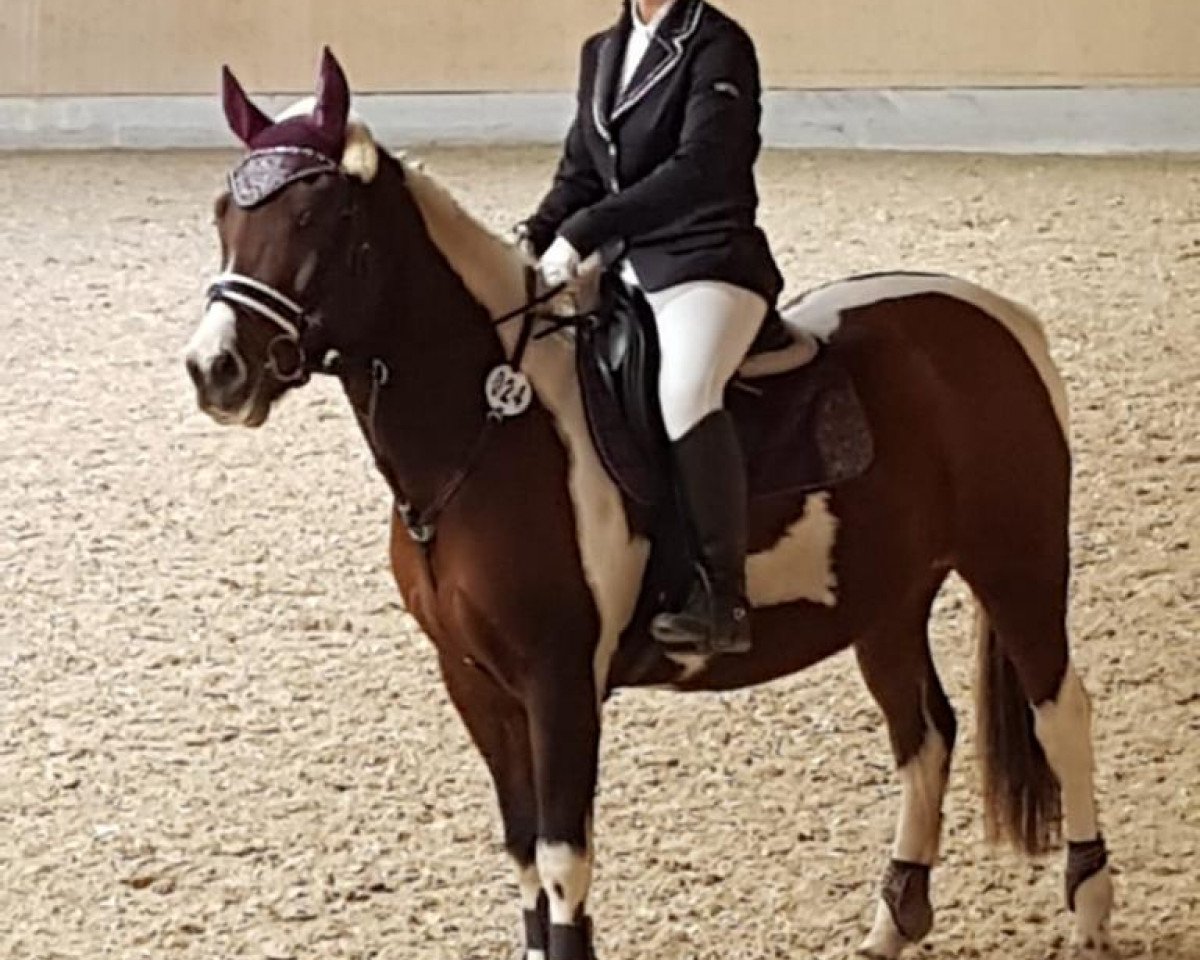 dressage horse Rocco 484 (Pinto / Pony, 2012, from Romeo)