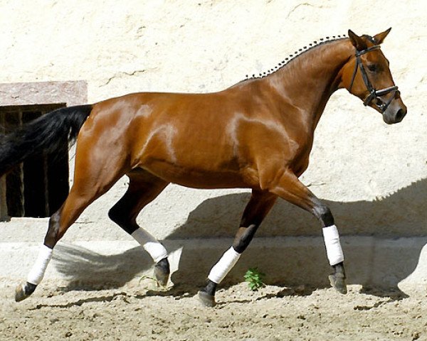 Zuchtstute Agneta 19 (Trakehner, 2005, von Freudenfest)