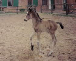 jumper Cassia (Hanoverian, 1995, from Cheenook)