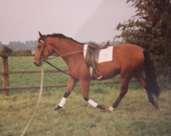 Pferd Vico (Hannoveraner, 1991, von Varus)