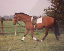 horse Vico (Hanoverian, 1991, from Varus)