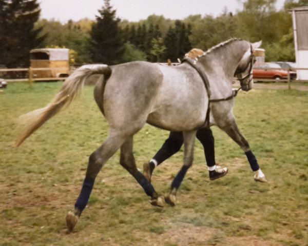 broodmare Nelika (Hanoverian, 1992, from Neuquen xx)