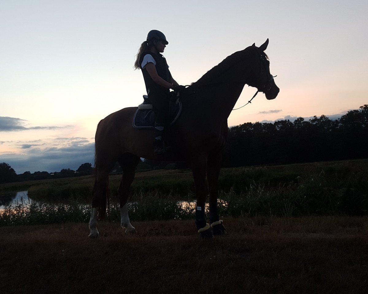 Dressurpferd Fiabolo 5 (Hannoveraner, 2004, von Falkenstern II)