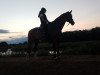 dressage horse Fiabolo 5 (Hanoverian, 2004, from Falkenstern II)