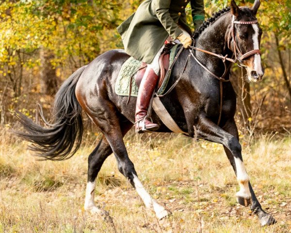 horse Ibo Noir (Hanoverian, 2016, from Ibisco xx)