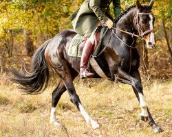 horse Ibo Noir (Hanoverian, 2016, from Ibisco xx)