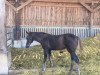 dressage horse Florance (Westphalian, 2012, from Federico Fellini)