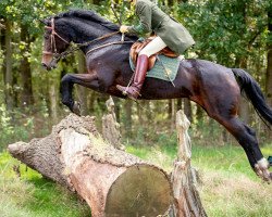 broodmare Dark Chocolate (Westphalian, 2006, from Dark Fire)