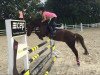 jumper Bobby (German Riding Pony, 1996)