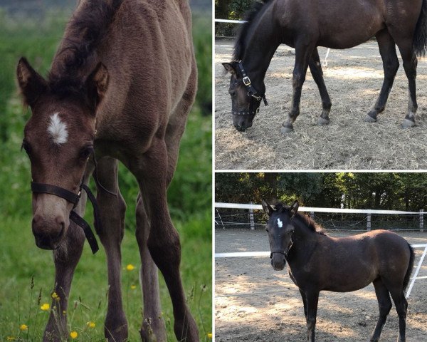 broodmare Nieka von AchterhofsKate (Duelmener, 2018, from Findus v. Radenbach)