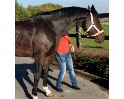 Pferd Eldonna W.V.N. (KWPN (Niederländisches Warmblut), 2009, von Diarado)